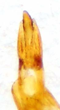 Réf. 240 001 : Elmis maugetii